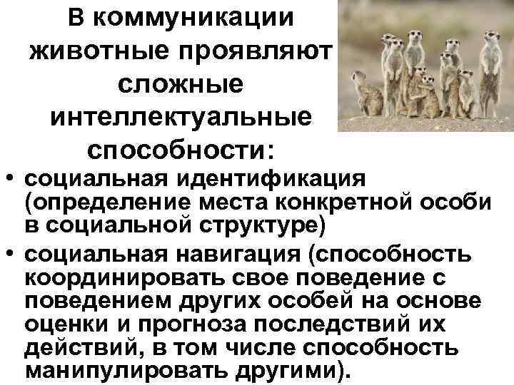В коммуникации животные проявляют сложные интеллектуальные способности: • социальная В коммуникации животные проявляют сложные интеллектуальные способности: • социальная