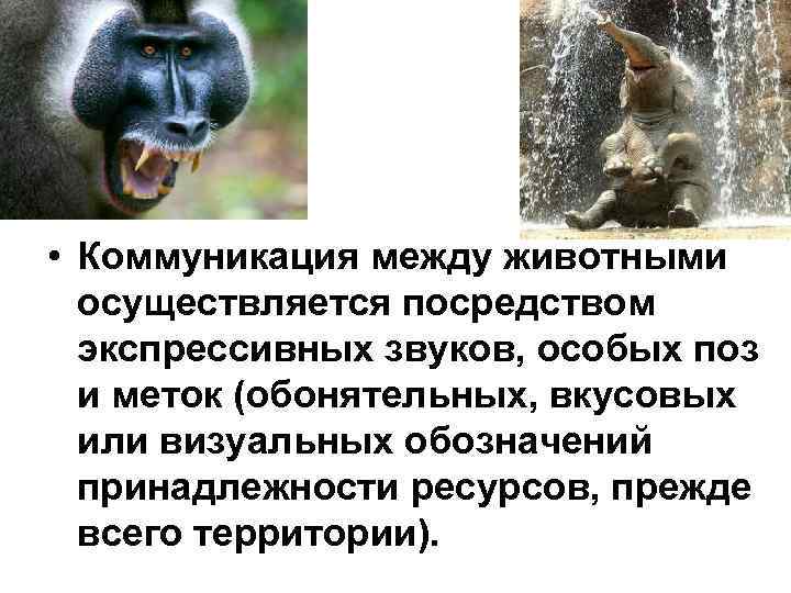• Коммуникация между животными осуществляется посредством экспрессивных звуков, особых поз • Коммуникация между животными осуществляется посредством экспрессивных звуков, особых поз