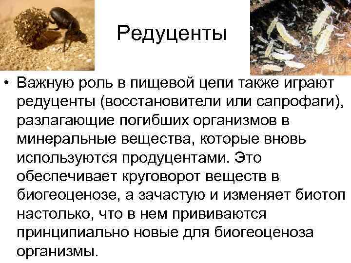 Редуценты • Важную роль в пищевой цепи также играют Редуценты • Важную роль в пищевой цепи также играют