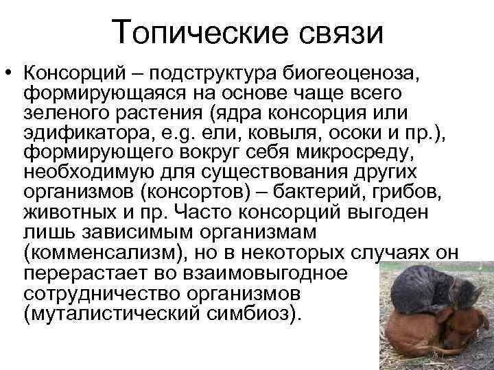 Топические связи • Консорций – подструктура биогеоценоза, формирующаяся на основе чаще Топические связи • Консорций – подструктура биогеоценоза, формирующаяся на основе чаще