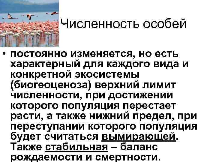 Численность особей • постоянно изменяется, но есть характерный для Численность особей • постоянно изменяется, но есть характерный для
