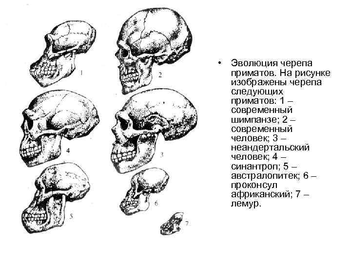 • Эволюция черепа приматов. На рисунке изображены черепа следующих • Эволюция черепа приматов. На рисунке изображены черепа следующих