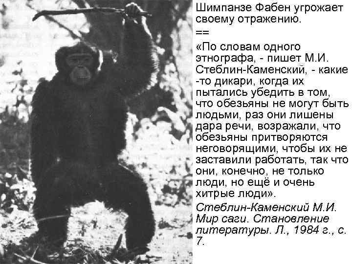 • Шимпанзе Фабен угрожает своему отражению. • == • «По • Шимпанзе Фабен угрожает своему отражению. • == • «По