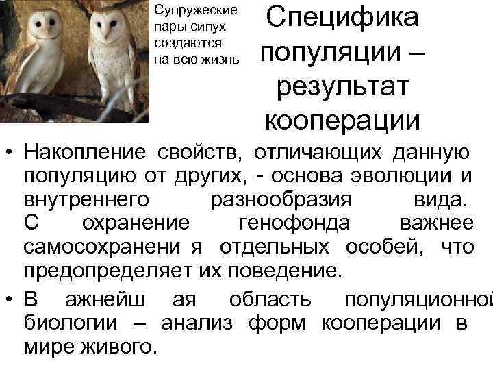 Супружеские пары сипух Специфика создаются Супружеские пары сипух Специфика создаются