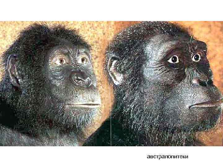 австралопитеки австралопитеки