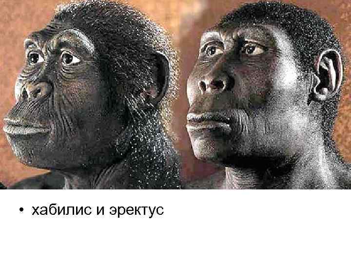 • хабилис и эректус • хабилис и эректус