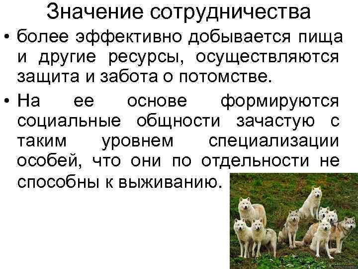 Значение сотрудничества • более эффективно добывается пища и другие ресурсы, осуществляются Значение сотрудничества • более эффективно добывается пища и другие ресурсы, осуществляются
