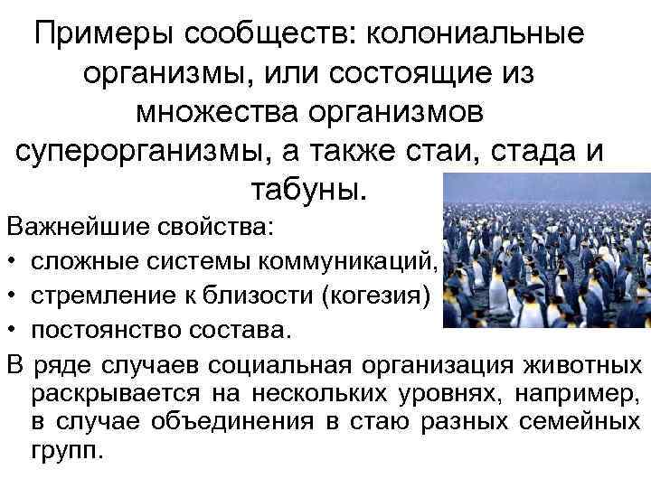 Примеры сообществ: колониальные организмы, или состоящие из множества организмов суперорганизмы, а Примеры сообществ: колониальные организмы, или состоящие из множества организмов суперорганизмы, а