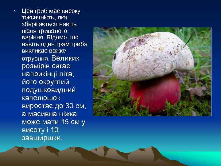  • Цей гриб має високу  токсичність, яка  зберігається навіть  після