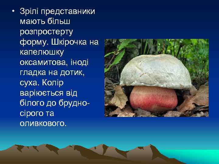  • Зрілі представники  мають більш  розпростерту  форму. Шкірочка на 