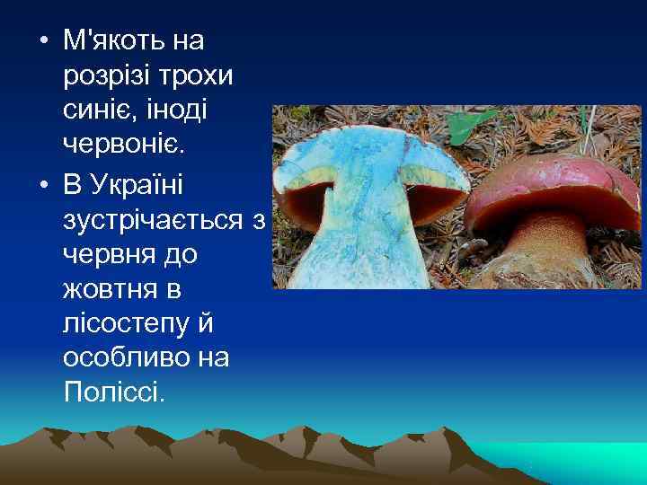  • М'якоть на  розрізі трохи  синіє, іноді  червоніє.  •
