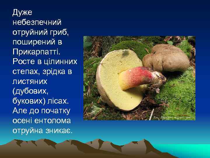 Дуже небезпечний отруйний гриб,  поширений в Прикарпатті.  Росте в цілинних степах, зрідка