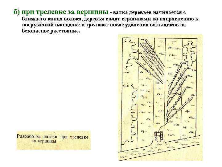 б) при трелевке за вершины  валка деревьев начинается с  ближнего конца волока,