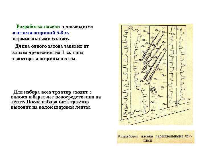  Разработка пасеки производится лентами шириной 5 8 м, параллельными волоку.  Длина одного
