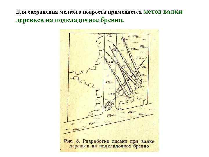 Для сохранения мелкого подроста применяется метод  валки деревьев на подкладочное бревно. 