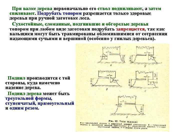  При валке дерева первоначально его ствол подпиливают, а затем спиливают. Подрубать топором разрешается