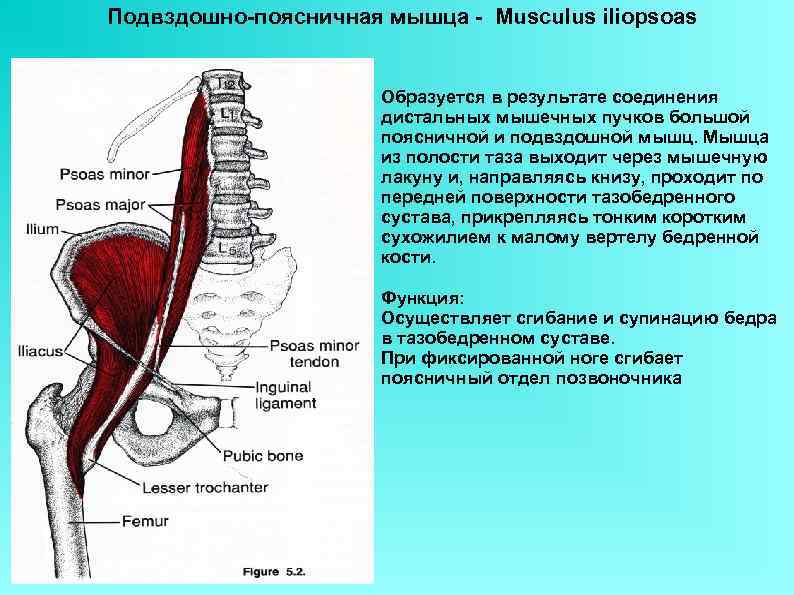 Подвздошно поясничная мышца где находится фото