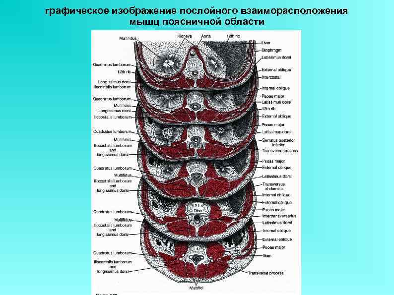 Поясничная область топографическая