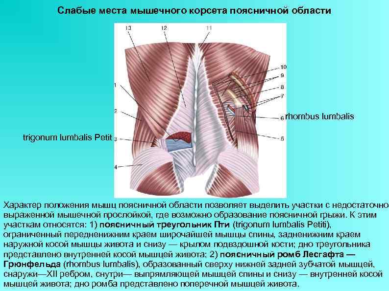 Мышцы поясничного отдела