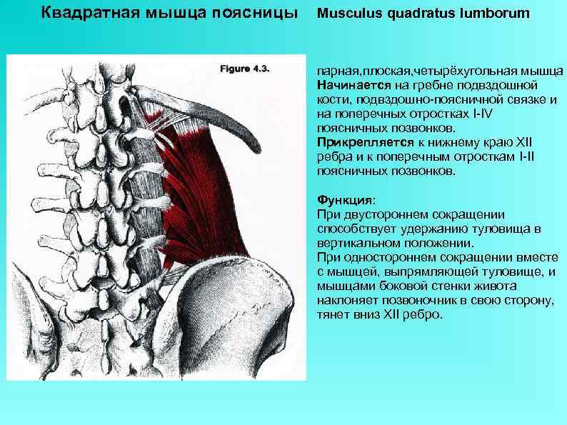 Квадратная мышца поясницы фото