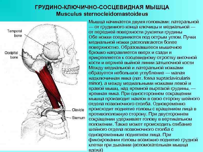 ГРУДИНО-КЛЮЧИЧНО-СОСЦЕВИДНАЯ МЫШЦА  Musculus sternocleidomastoideus    Мышца начинается двумя головками: латеральной 