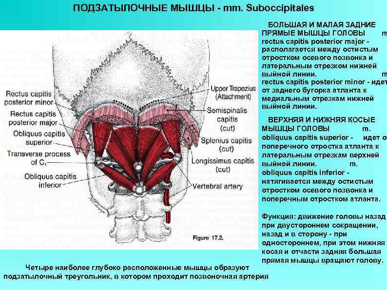    ПОДЗАТЫЛОЧНЫЕ МЫШЦЫ - mm. Suboccipitales      БОЛЬШАЯ