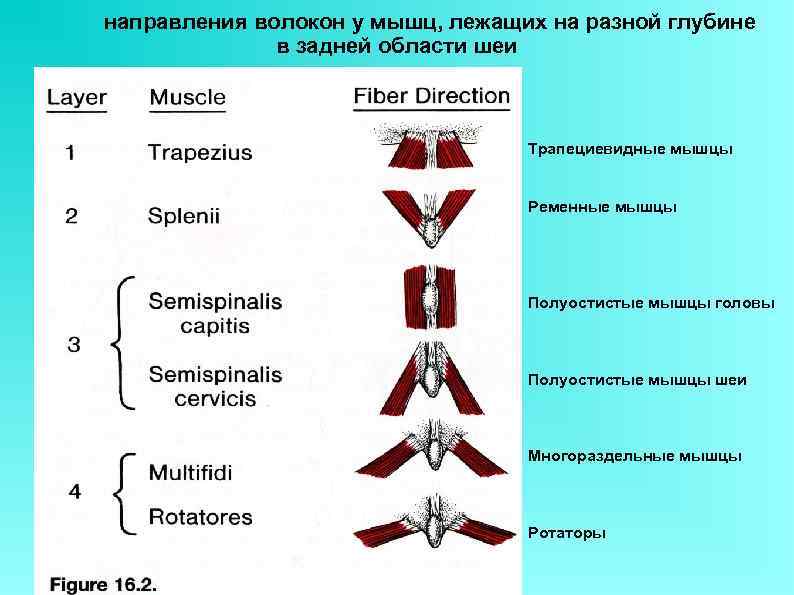 направления волокон у мышц, лежащих на разной глубине    в задней области