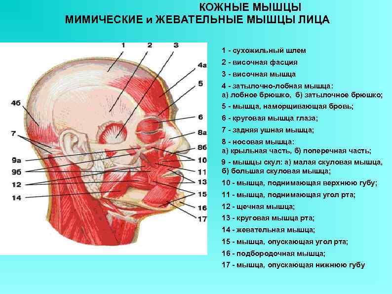     КОЖНЫЕ МЫШЦЫ МИМИЧЕСКИЕ и ЖЕВАТЕЛЬНЫЕ МЫШЦЫ ЛИЦА   