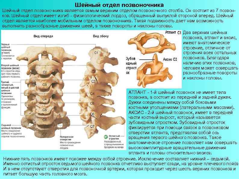       Шейный отдел позвоночника является самым верхним отделом позвоночного