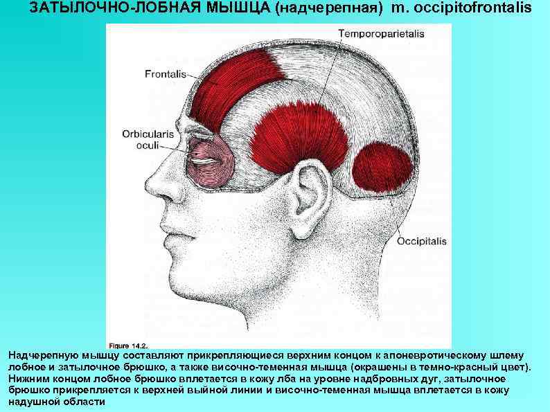   ЗАТЫЛОЧНО-ЛОБНАЯ МЫШЦА (надчерепная) m. occipitofrontalis Надчерепную мышцу составляют прикрепляющиеся верхним концом к