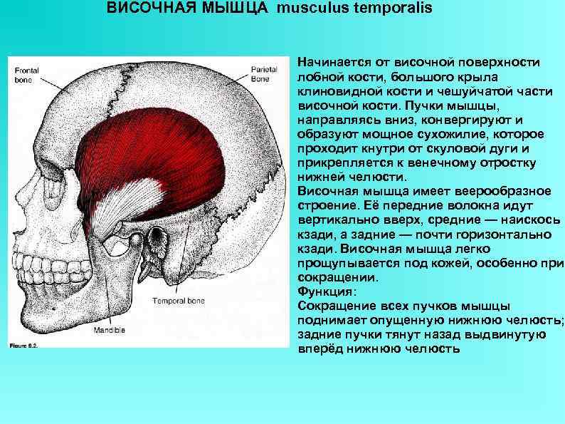 ВИСОЧНАЯ МЫШЦА musculus temporalis     Начинается от височной поверхности  