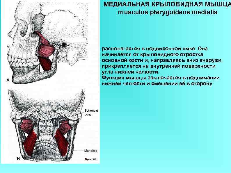 МЕДИАЛЬНАЯ КРЫЛОВИДНАЯ МЫШЦА  musculus pterygoideus medialis располагается в подвисочной ямке. Она начинается от