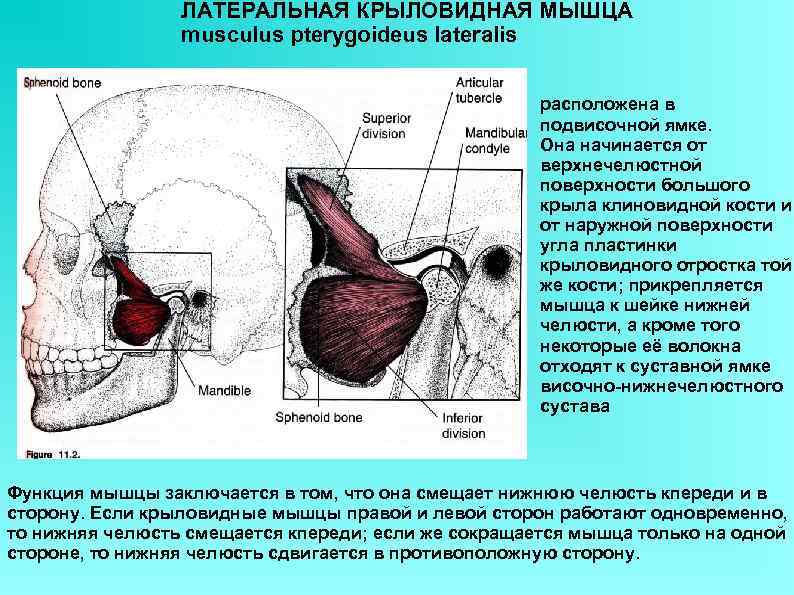    ЛАТЕРАЛЬНАЯ КРЫЛОВИДНАЯ МЫШЦА   musculus pterygoideus lateralis   