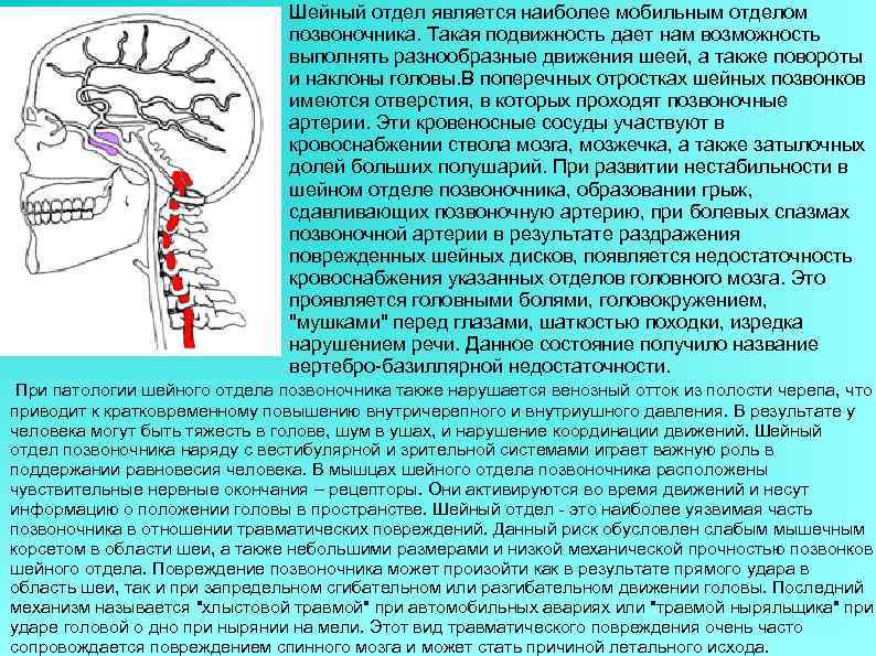       Шейный отдел является наиболее мобильным отделом  