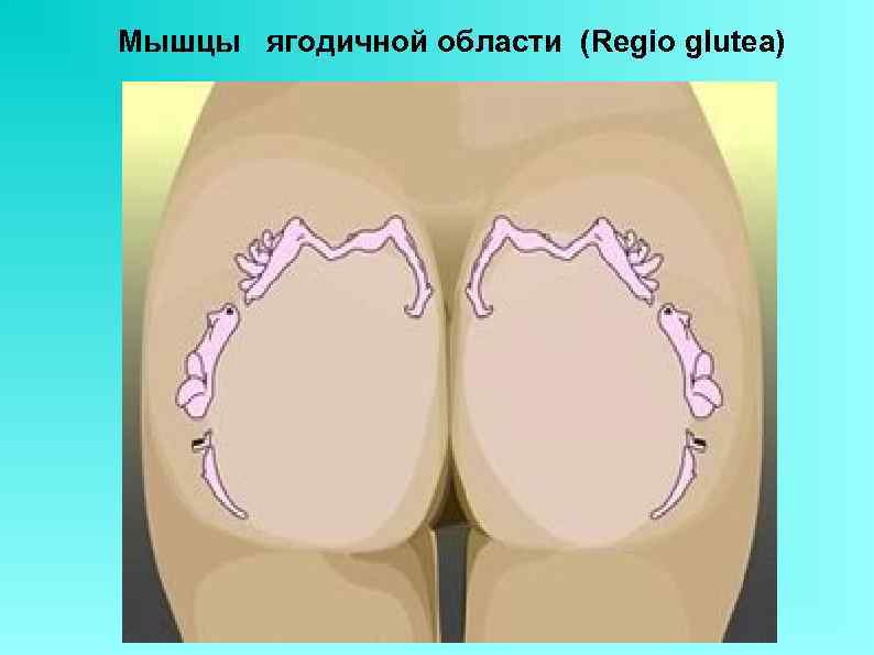 Мышцы ягодичной области (Regio glutea) 