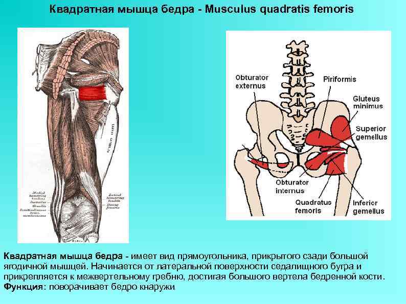 Большая ягодичная мышца фото