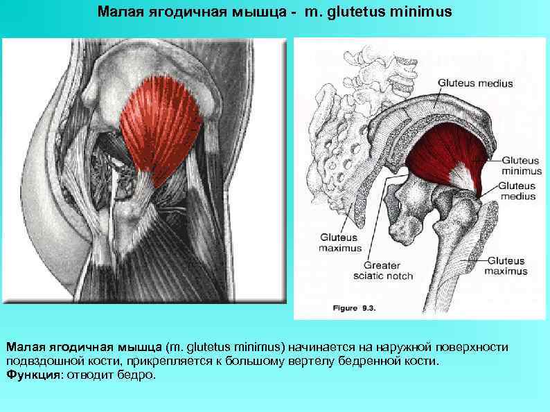 Большая ягодичная мышца фото