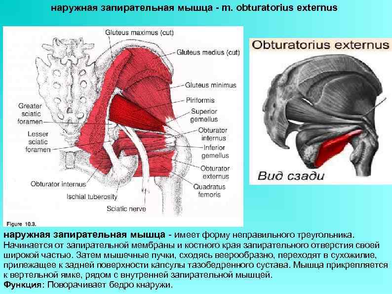    наружная запирательная мышца - m. obturatorius externus наружная запирательная мышца -