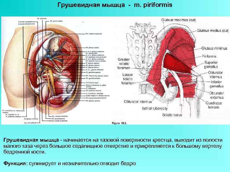 Мышцы боковой стенки таза