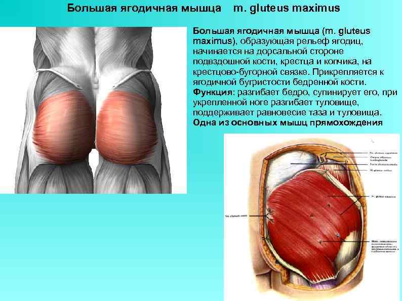 Большая ягодичная мышца  m. gluteus maximus    Большая ягодичная мышца (m.
