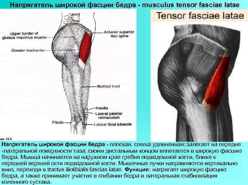  Напрягатель широкой фасции бедра - musculus tensor fasciae latae Напрягатель широкой фасции бедра