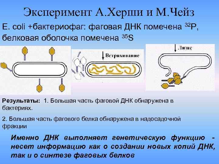 Эксперимент А. Херши и М. Чейз E. coli +бактериофаг: фаговая ДНК помечена 32 Эксперимент А. Херши и М. Чейз E. coli +бактериофаг: фаговая ДНК помечена 32
