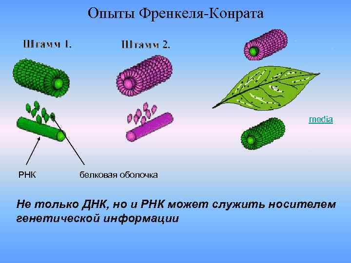 Опыты Френкеля-Конрата media РНК белковая оболочка Не Опыты Френкеля-Конрата media РНК белковая оболочка Не