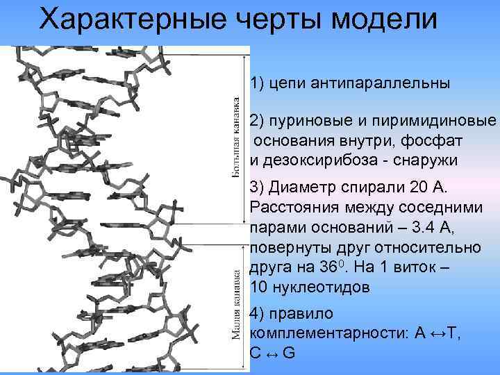 Характерные черты модели 1) цепи антипараллельны 2) пуриновые и пиримидиновые Характерные черты модели 1) цепи антипараллельны 2) пуриновые и пиримидиновые