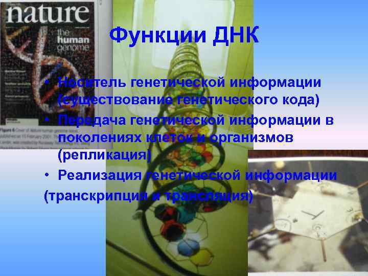 Функции ДНК • Носитель генетической информации (существование генетического кода) • Передача Функции ДНК • Носитель генетической информации (существование генетического кода) • Передача