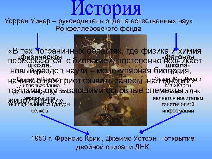 Уоррен Уивер – руководитель отдела естественных наук Рокфеллеровского фонда «В Уоррен Уивер – руководитель отдела естественных наук Рокфеллеровского фонда «В