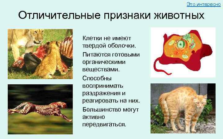 Отличительные признаки животных и растений