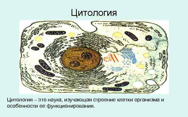     Цитология – это наука, изучающая строение клетки организма и особенности