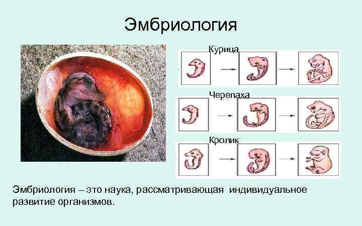     Эмбриология       Курица  
