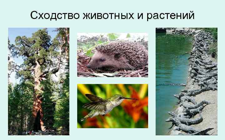 Сходство животных и растений 
